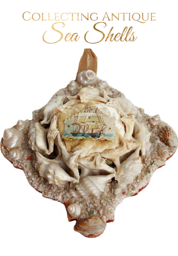 Shell Collecting —An Illustrated History Vintage 1950s Sea Shells Lithograph: Children's Encyclopedia