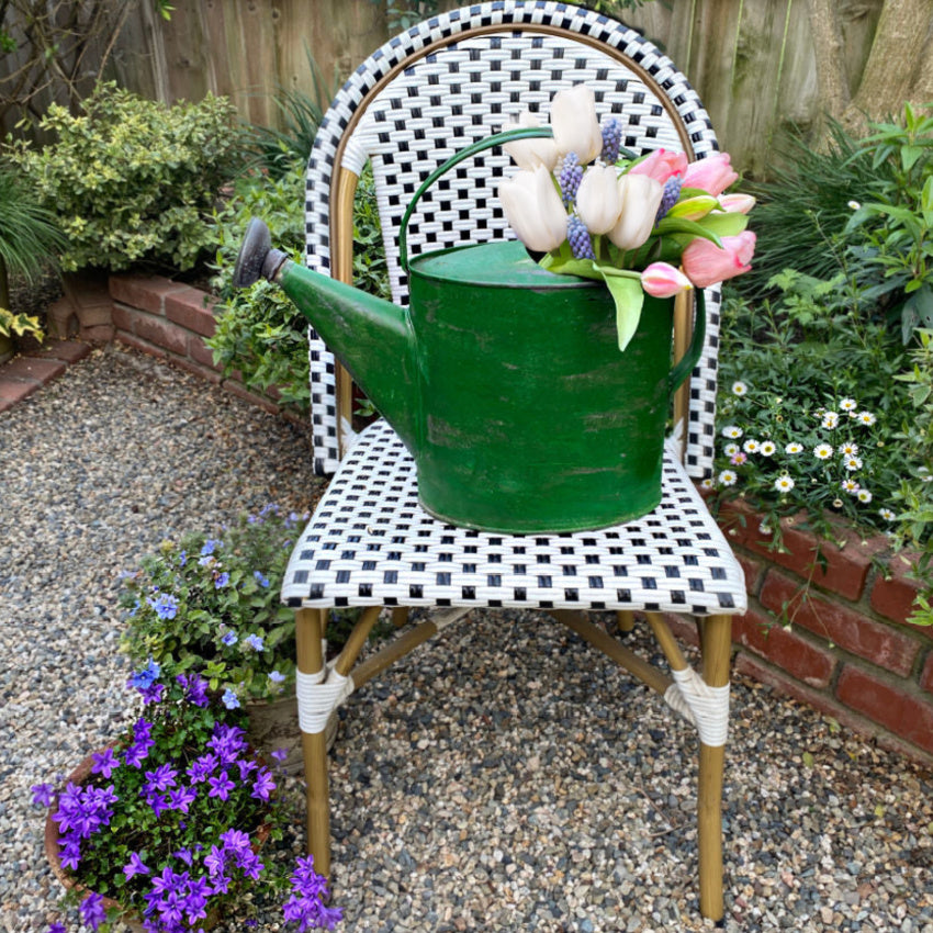 Rustic 19th century French country painted watering can for garden or decor on French bistro chair and filled with tulips in a garden setting