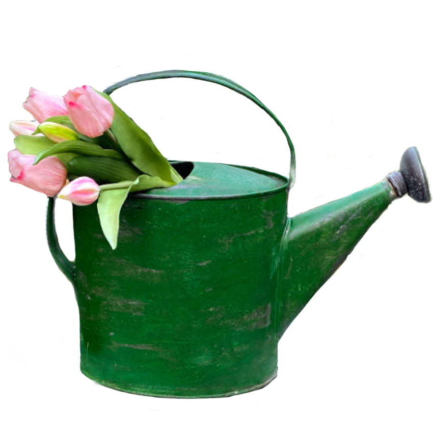 Antique French green painted watering can with patina And pink tulips