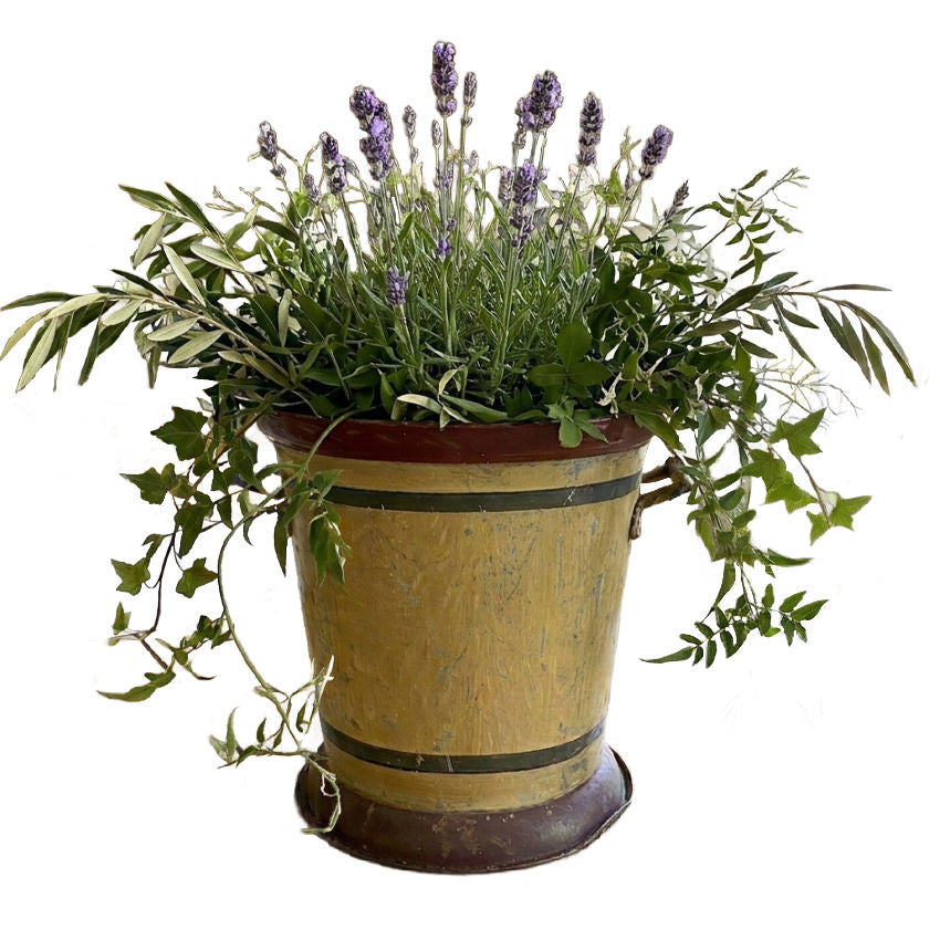 Decorative French cachepot iron handles wine cooler estate piece planted with ivy and lavender