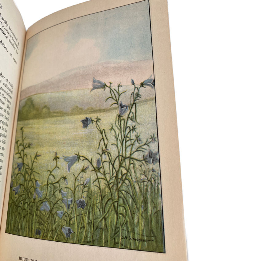 Antique natural history book illustrated wildflowers pages bluebells