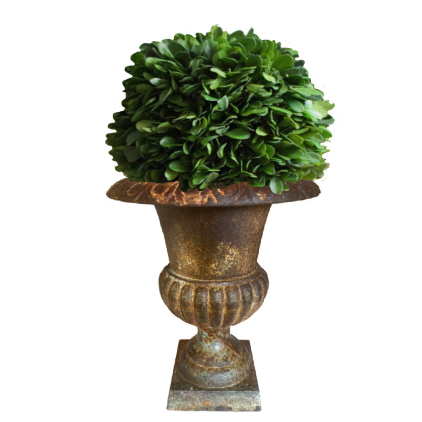 antique French cast iron urn planter with boxwood ball topiary