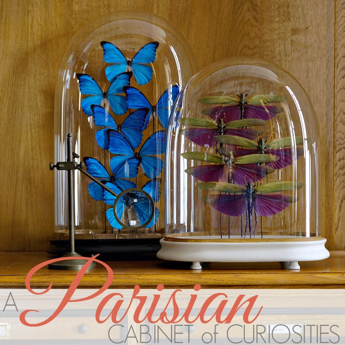 DEYROLLE | A PARISIAN CABINET OF CURIOSITIES