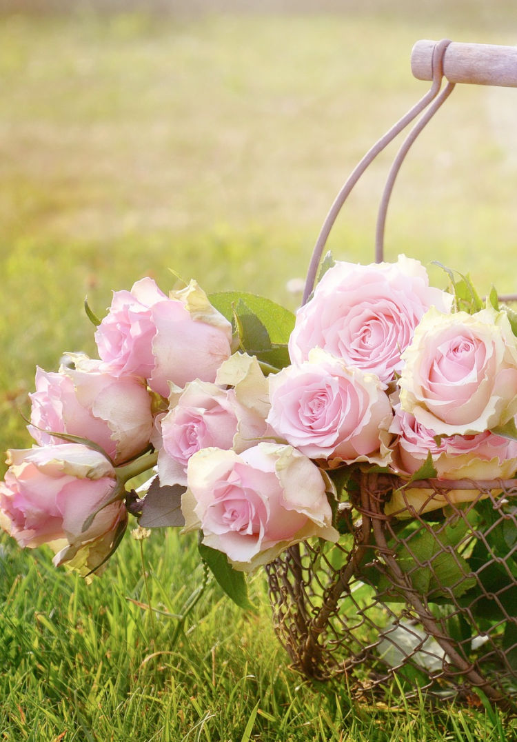 delight in the rose season