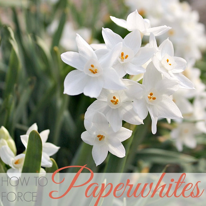 HOW TO FORCE PAPERWHITES
