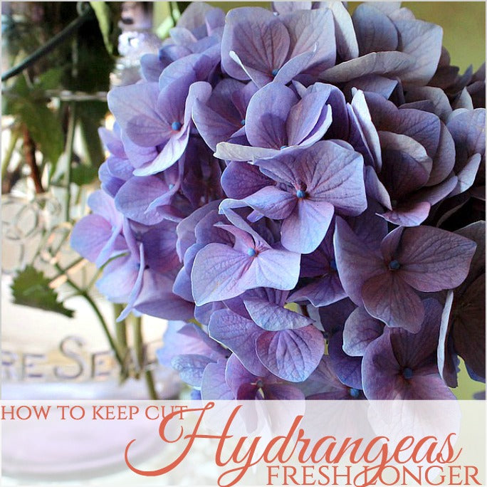 How to Keep Cut Hydrangea Flowers Fresh Longer