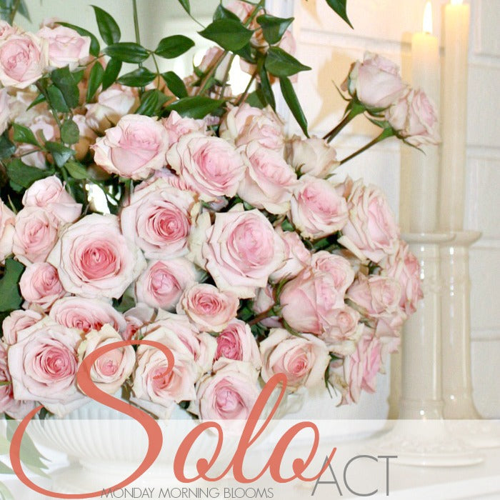 SOLO ACT | Monday Morning Blooms