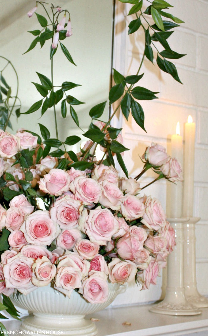 SOLO ACT | Monday Morning Blooms