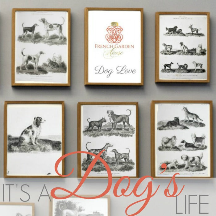 IT'S A DOG'S LIFE