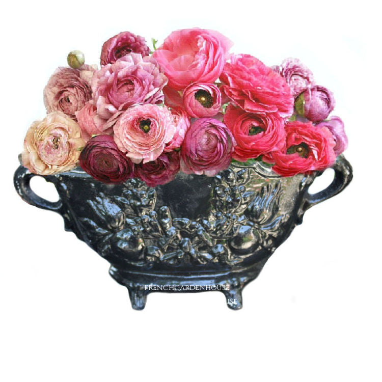 Antique French Rococo cast iron jardinière with black paint and laurel garland planted with pin peonies and ranunculus flowers