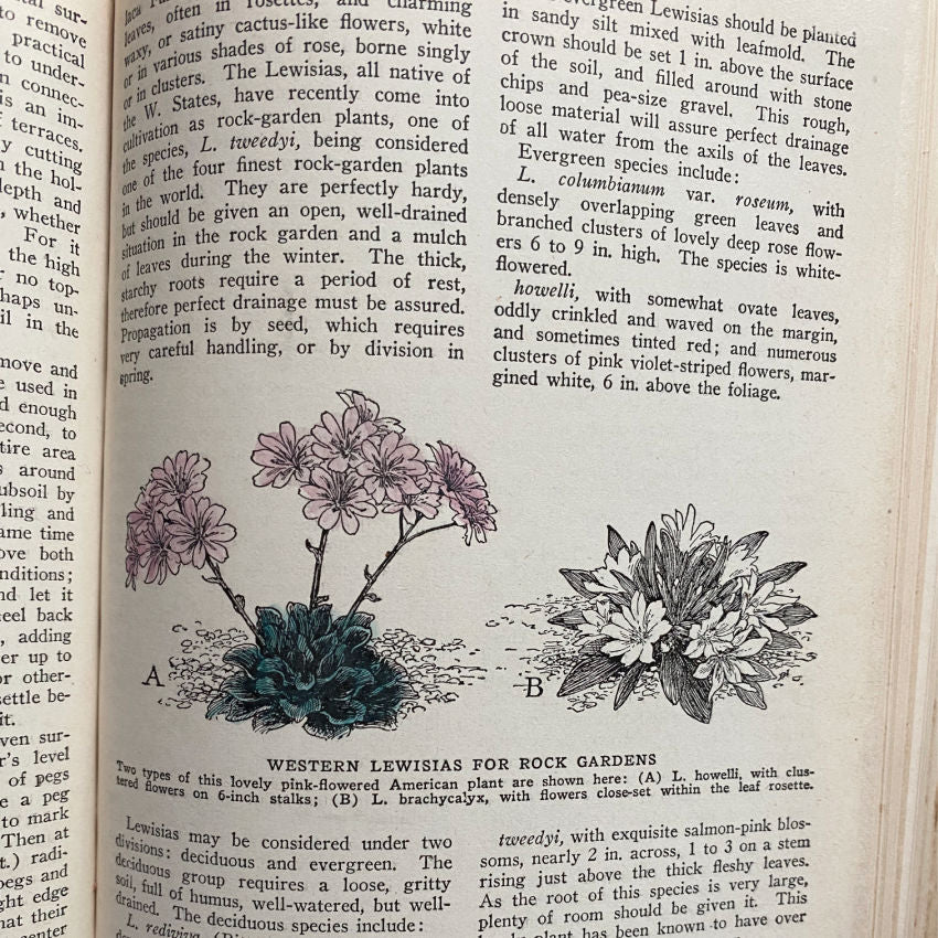 1946 Gardening for the Small Home - Garden Encyclopedia