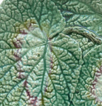 19th Century English Majolica Begonia Plate I