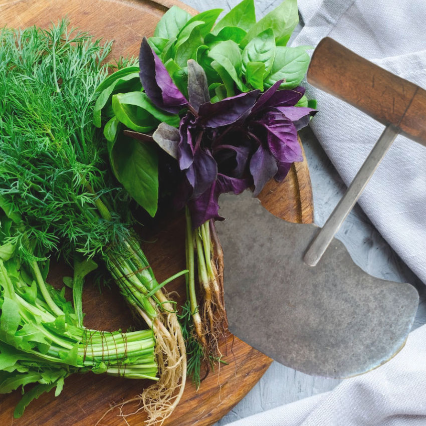 Antique French herb chopper with wood handle and bunch of fresh herbs