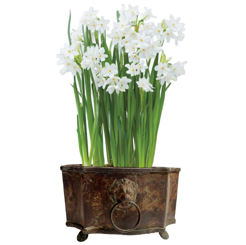 Aged metal planter with lion head handles and paw feet, gracefully weathered patina, rustic elegance, perfect for luxury interiors or garden-inspired décor, with paperwhites