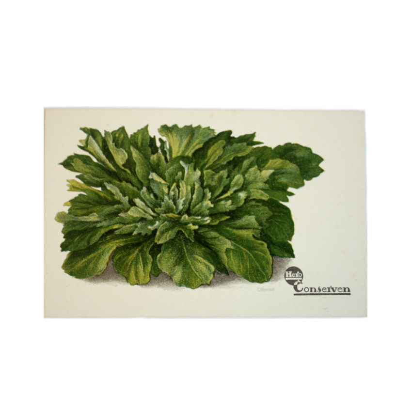 Antique Chromolithograph Vegetable Postcard Lettuce