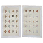 Set of 4 19th Century Warbler and Wren Egg Prints by Henry Seebohm