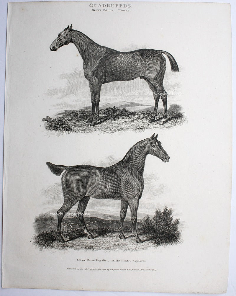 antique horses steel engraving print