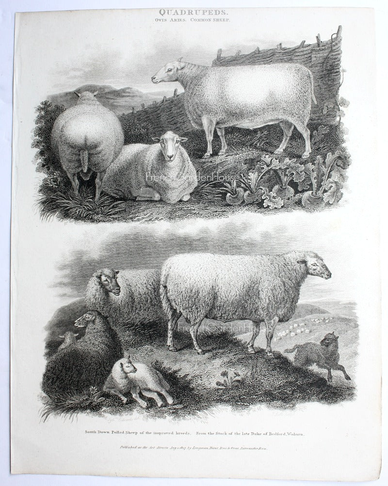 antique Sheep print