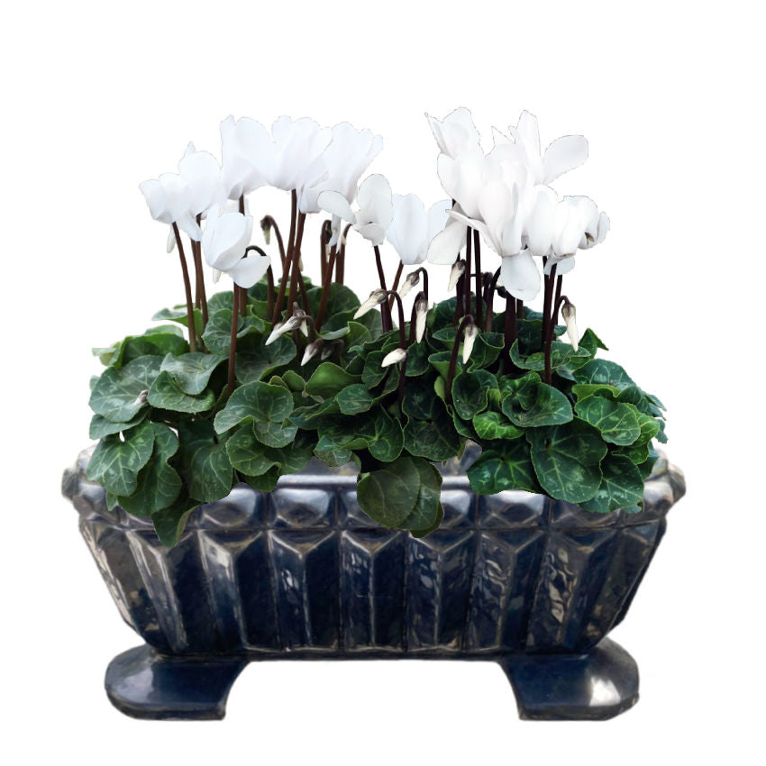 Antique French Art Deco Enameled Jardinière, Cast Iron Planter, Ink Blue with white cyclamen plants