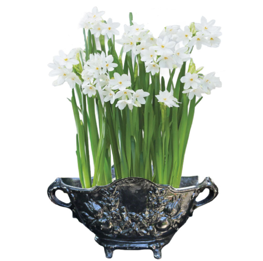 Antique French Rococo cast iron jardinière with black paint and laurel garland planted with narcissus in white