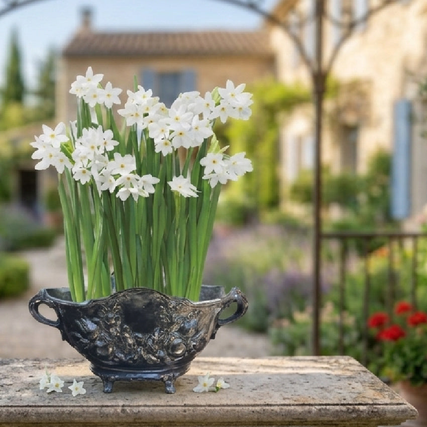 black iron french planter with worn patina styled with narcissus flowering bulbs in the french garden where it was bought