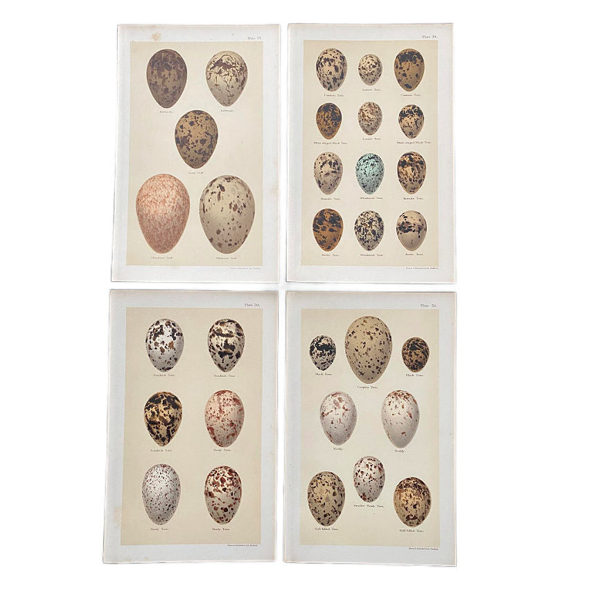 Set of 4 19th Century Turtle Dove Song Thrush Egg Prints by Henry Seebohm