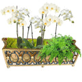 Stunning Italian black and gilt tole planter with orchids, showcasing Florentine craftsmanship and neoclassical decorative artistry.