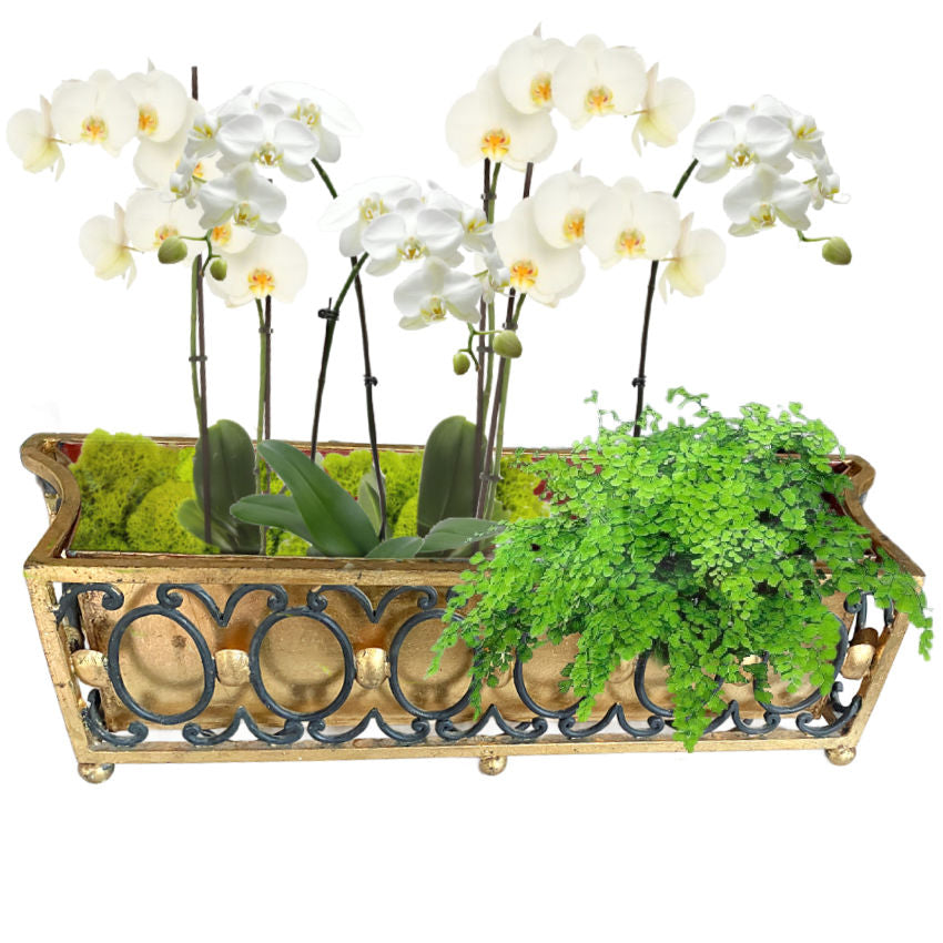 Decorative gold tole metal planter with white orchids and green ferns on a white background