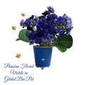 A blue metal tole pot with gilded ball feet and a hand painted rim, containing Parisian blue violets. A small gilded bee is visible on the front of the pot.