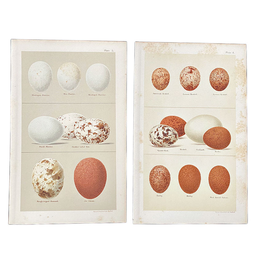 Set of 2 19th Century Kestrel and Falcon Egg Prints by Henry Seebohm