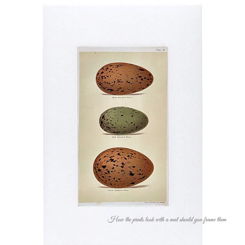 Set of 4 19th Century Great Auk - Diver Egg Prints by Henry Seebohm