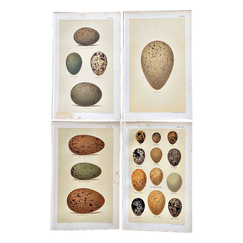 antique colored chromolithograph egg prints