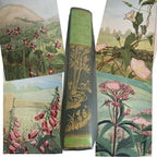 Neltje Blanchan Wild Flowers full color botanical plates
