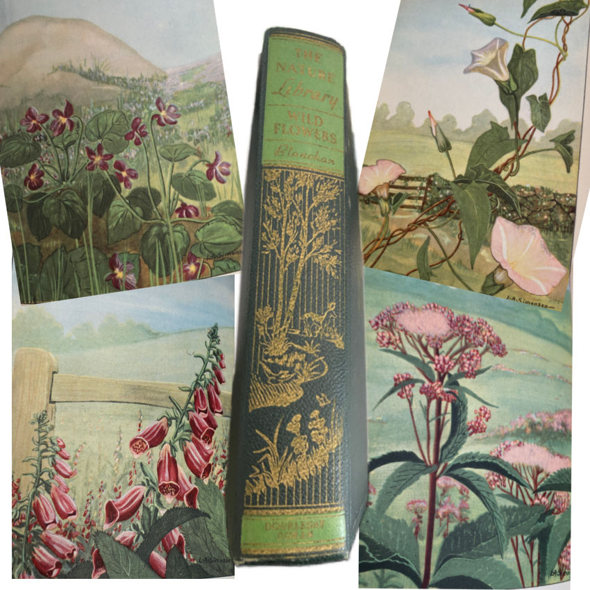 Neltje Blanchan Wild Flowers full color botanical plates