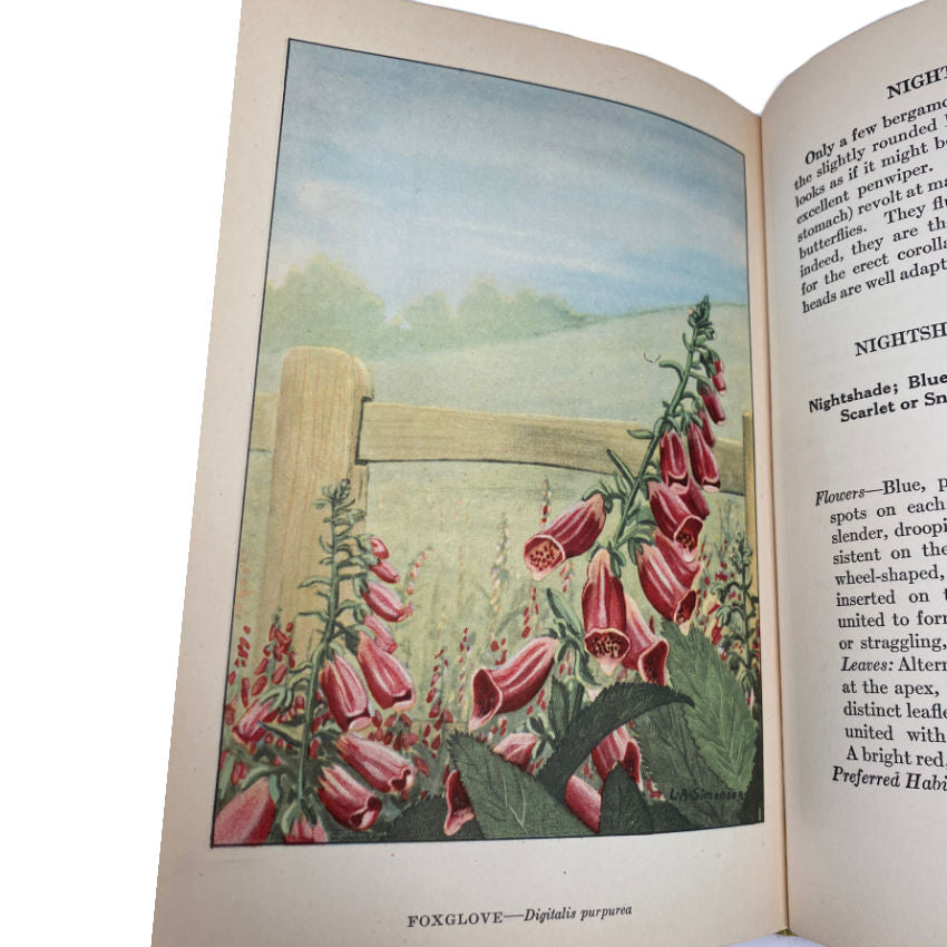 Early botanical study book Wild Flowers color illustrations pink foxgloves