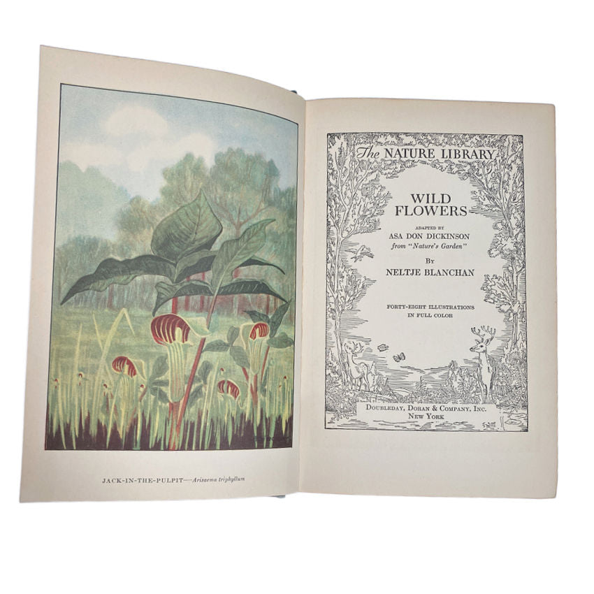 Neltje Blanchan Wild Flowers full color botanical plates