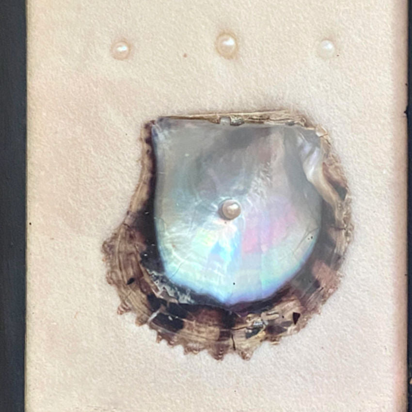Vintage Oyster Cultured Pearl Framed Specimen Shadow Box