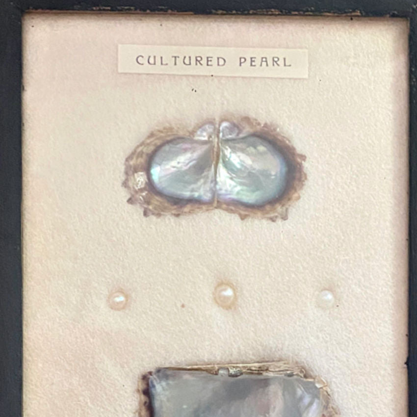 Vintage Oyster Cultured Pearl Framed Specimen Shadow Box