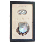 Vintage Oyster Cultured Pearl Framed Specimen Shadow Box