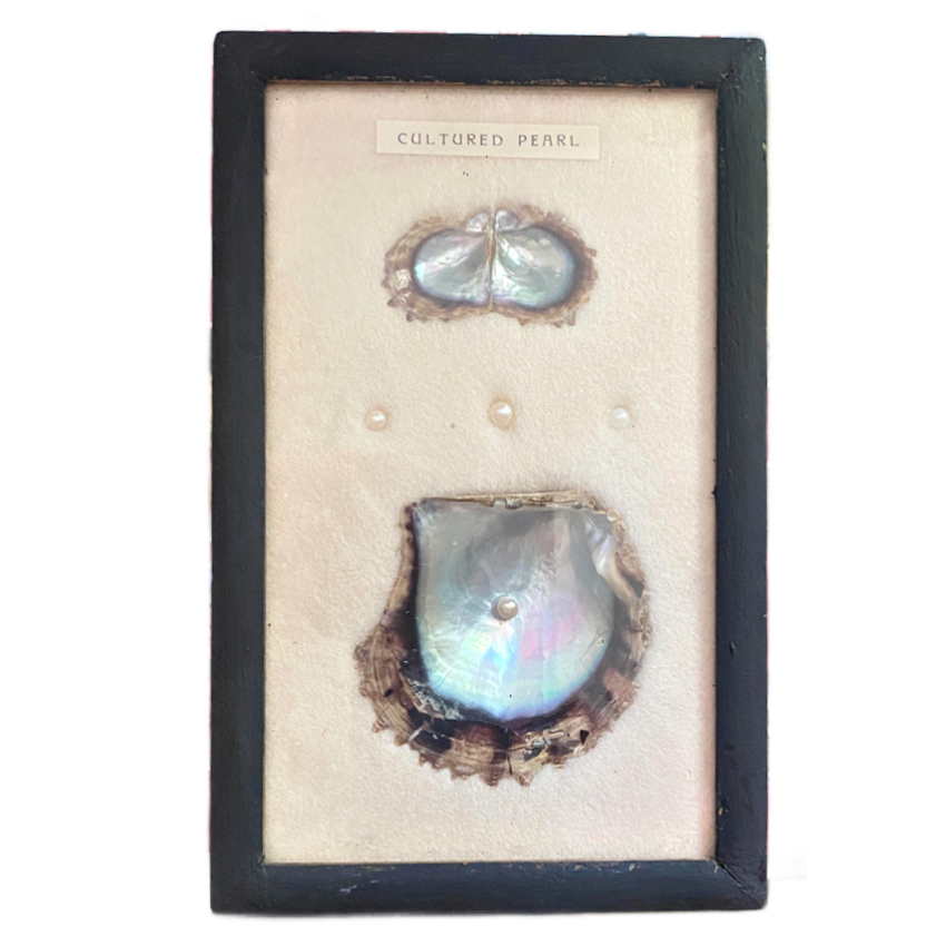 Vintage Oyster Cultured Pearl Framed Specimen Shadow Box