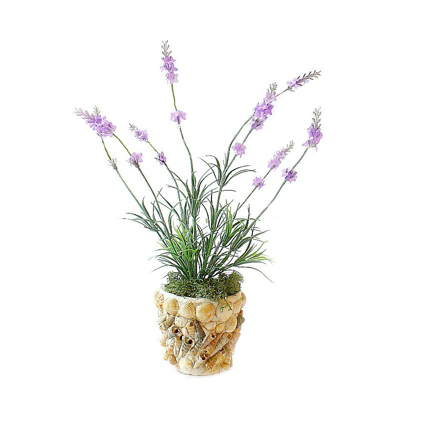 French Seaside Lavender in Vintage Shell Pot