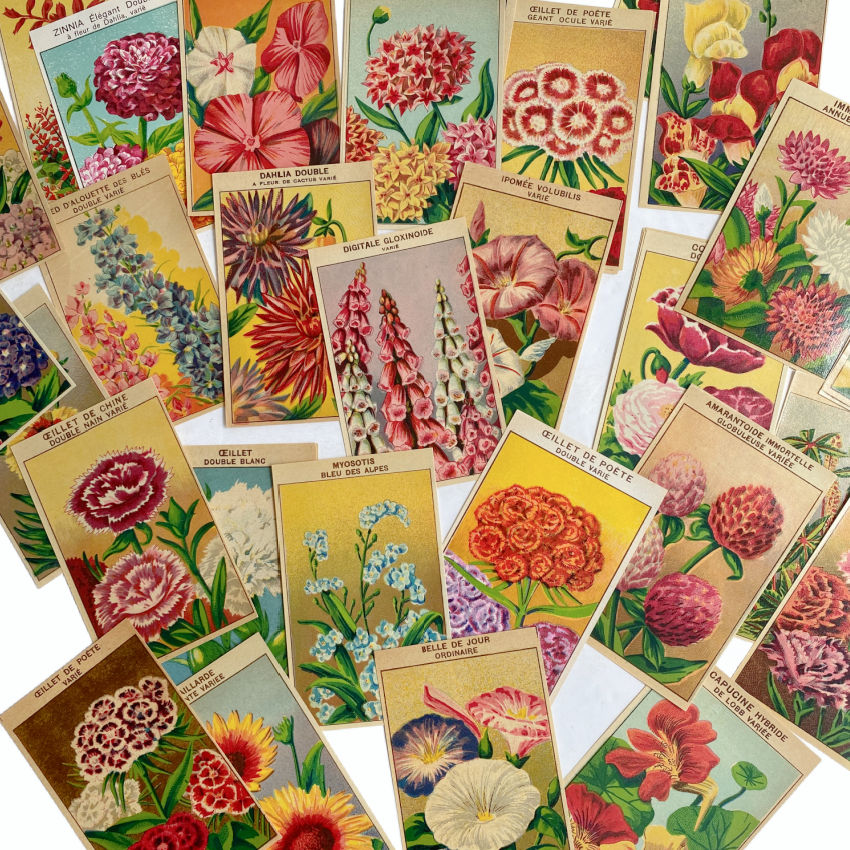 Antique Chromolithograph Flower Seed Box Labels Set of 6