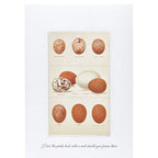 Set of 2 19th Century Kestrel and Falcon Egg Prints by Henry Seebohm