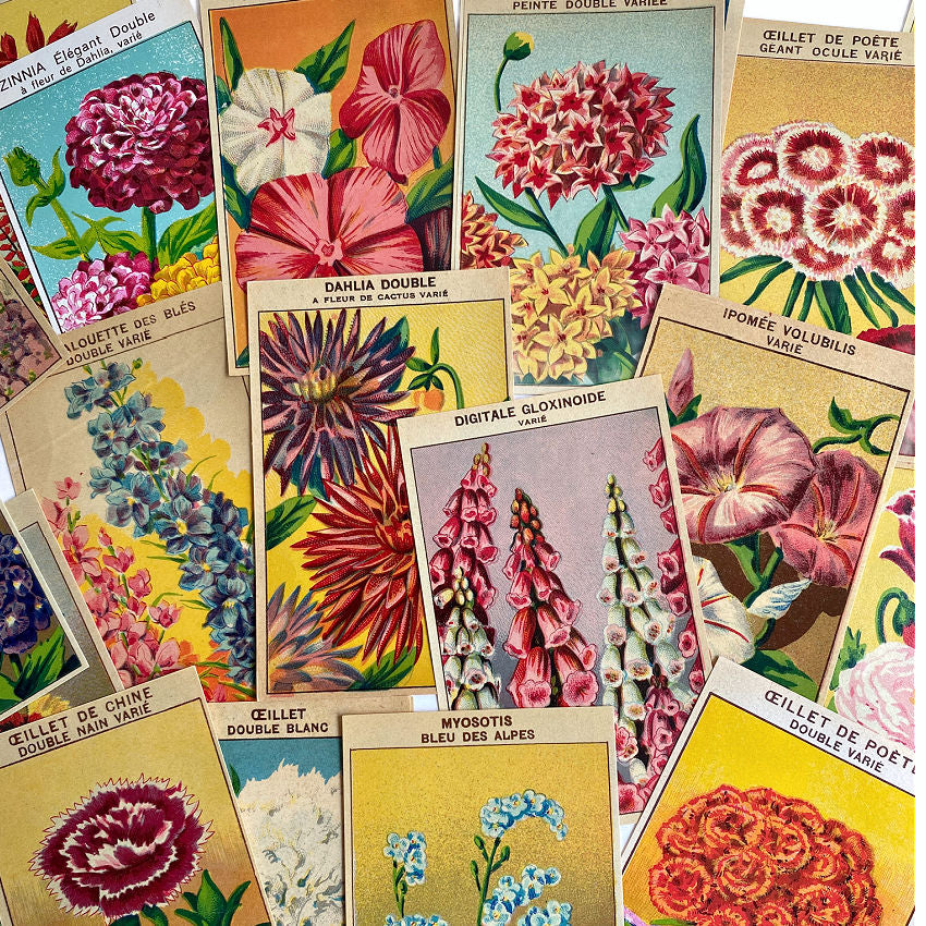 Antique Chromolithograph Flower Seed Box Labels Set of 6