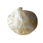 Close-up of natural shell texture and luminous pearl finish in vintage serving dish bottom view
