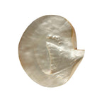 Side angle view of vintage seashell caviar dish showing natural organic shape