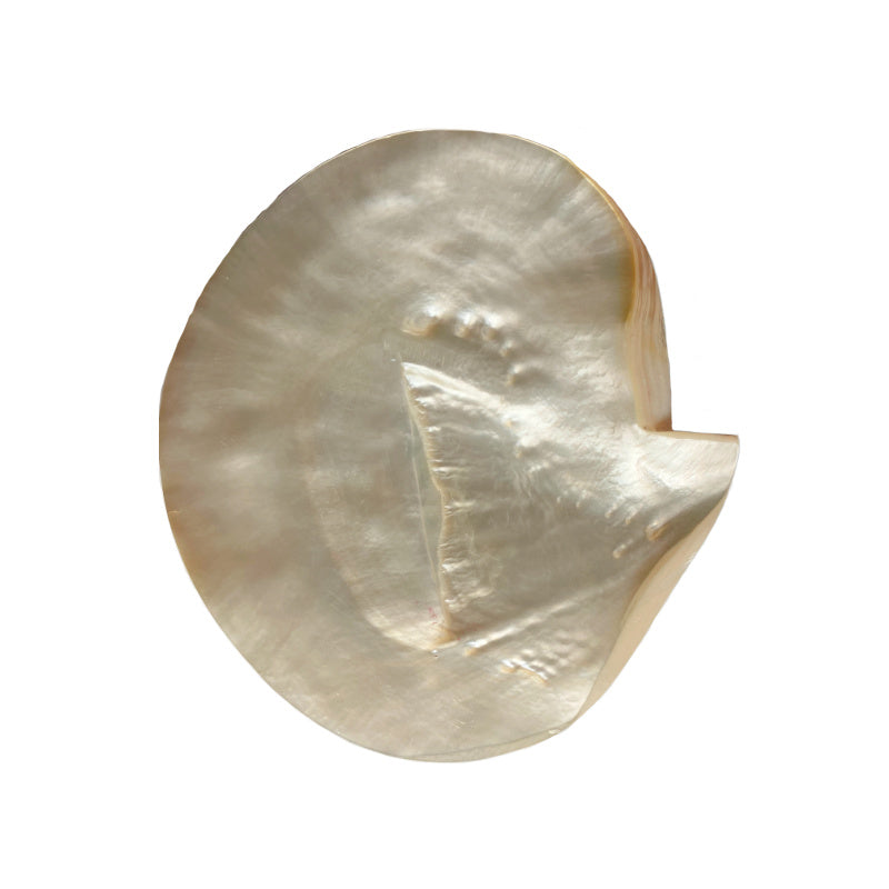 Side angle view of vintage seashell caviar dish showing natural organic shape