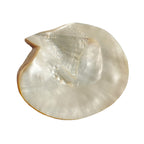 Vintage mother of pearl seashell caviar dish with iridescent shimmer 
