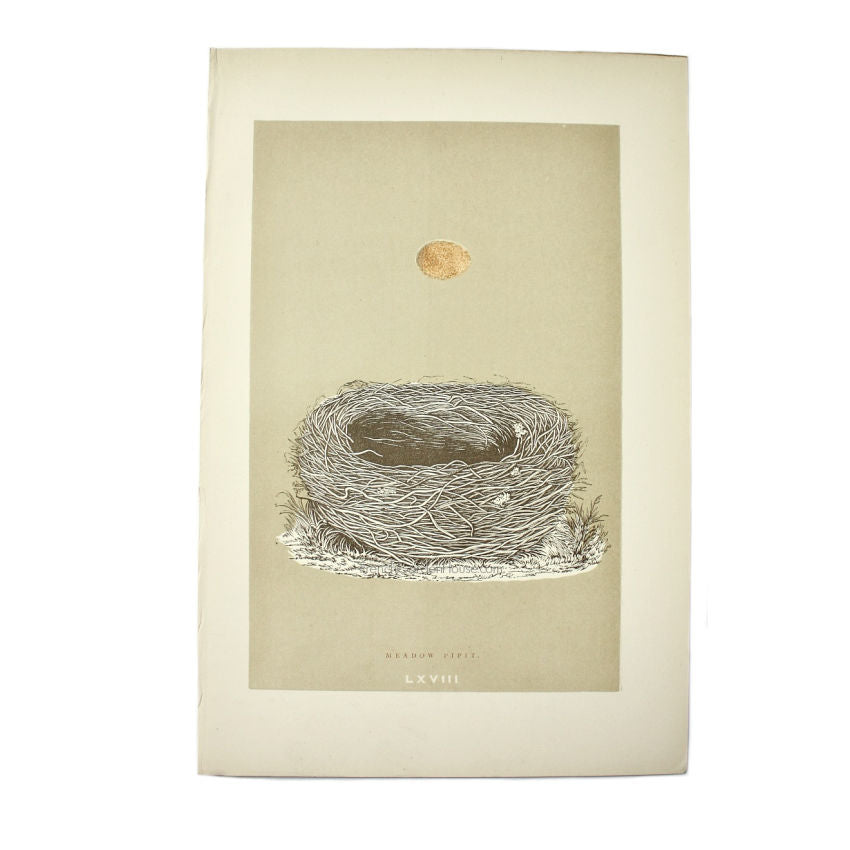 Antique Engraved Nest & Egg Meadow Pipit Print