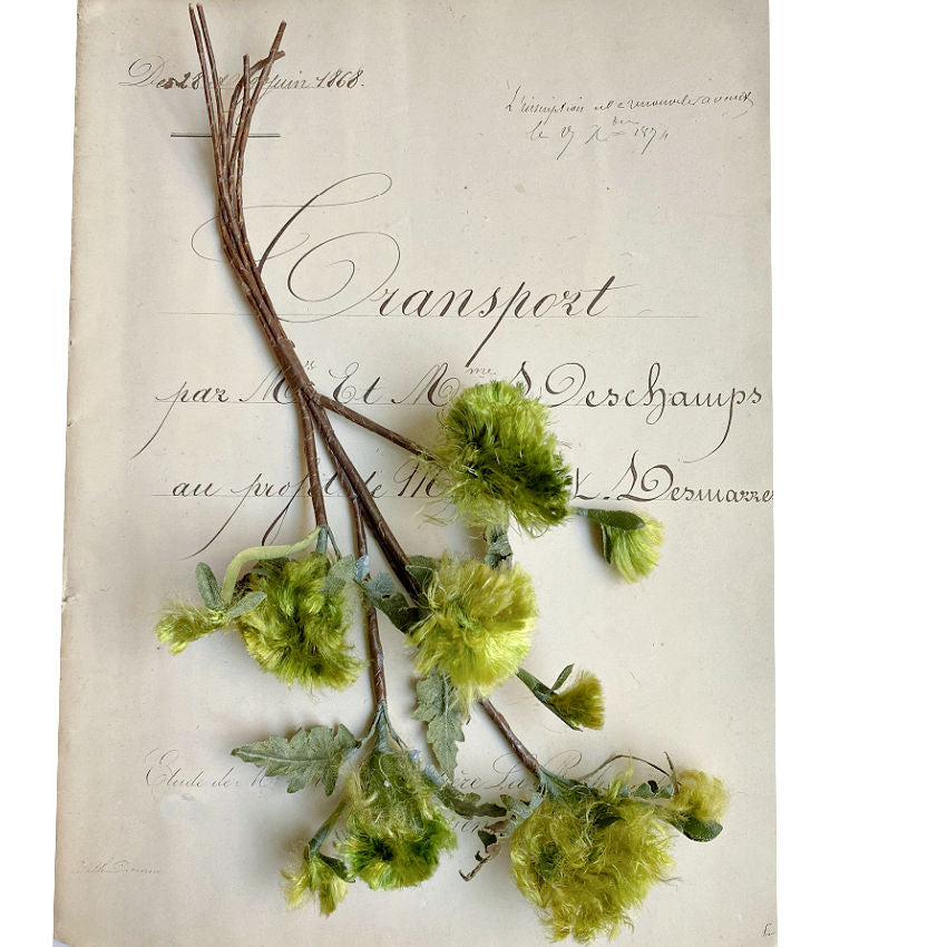 A bundle of vintage green wildflower pompoms spray, displayed on a written document background.